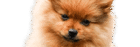 cropped dog about.png